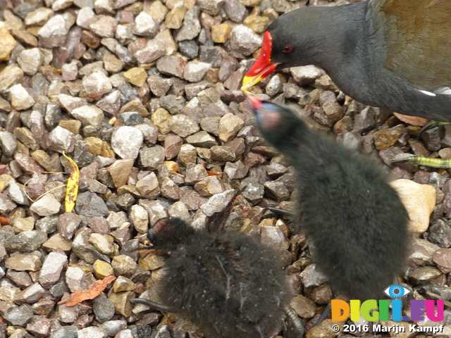 FZ030093 Moorhen feeding chick (Gallinula chloropus)